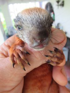 Squirrel orphanage Costa Rica, amigo pequeno