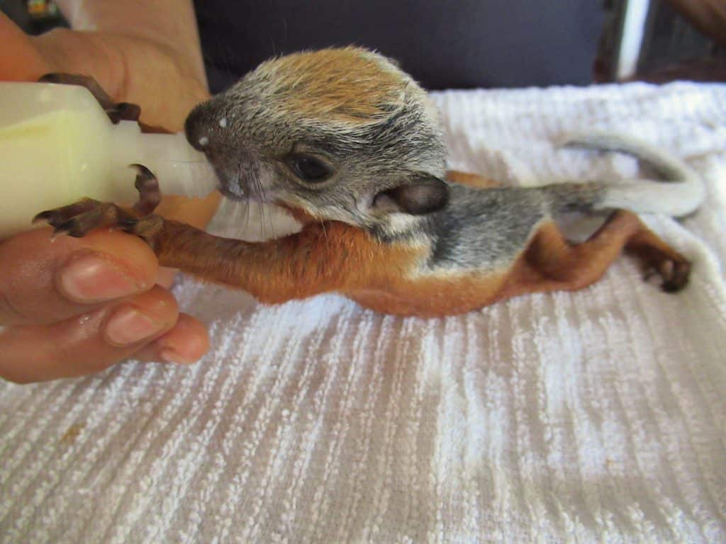 Squirrel orphanage Costa Rica
