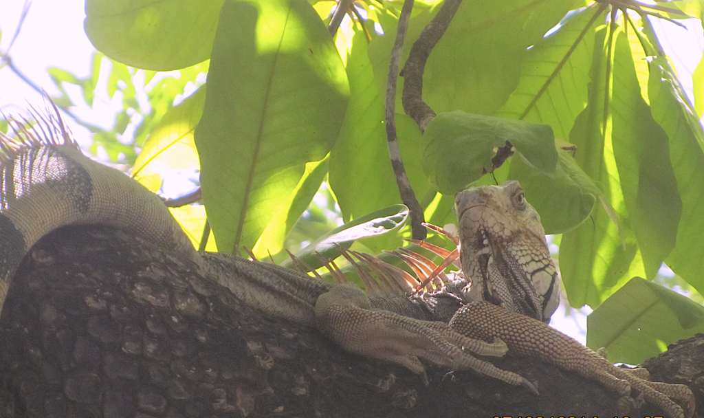 Discover Costa Rica Inernship