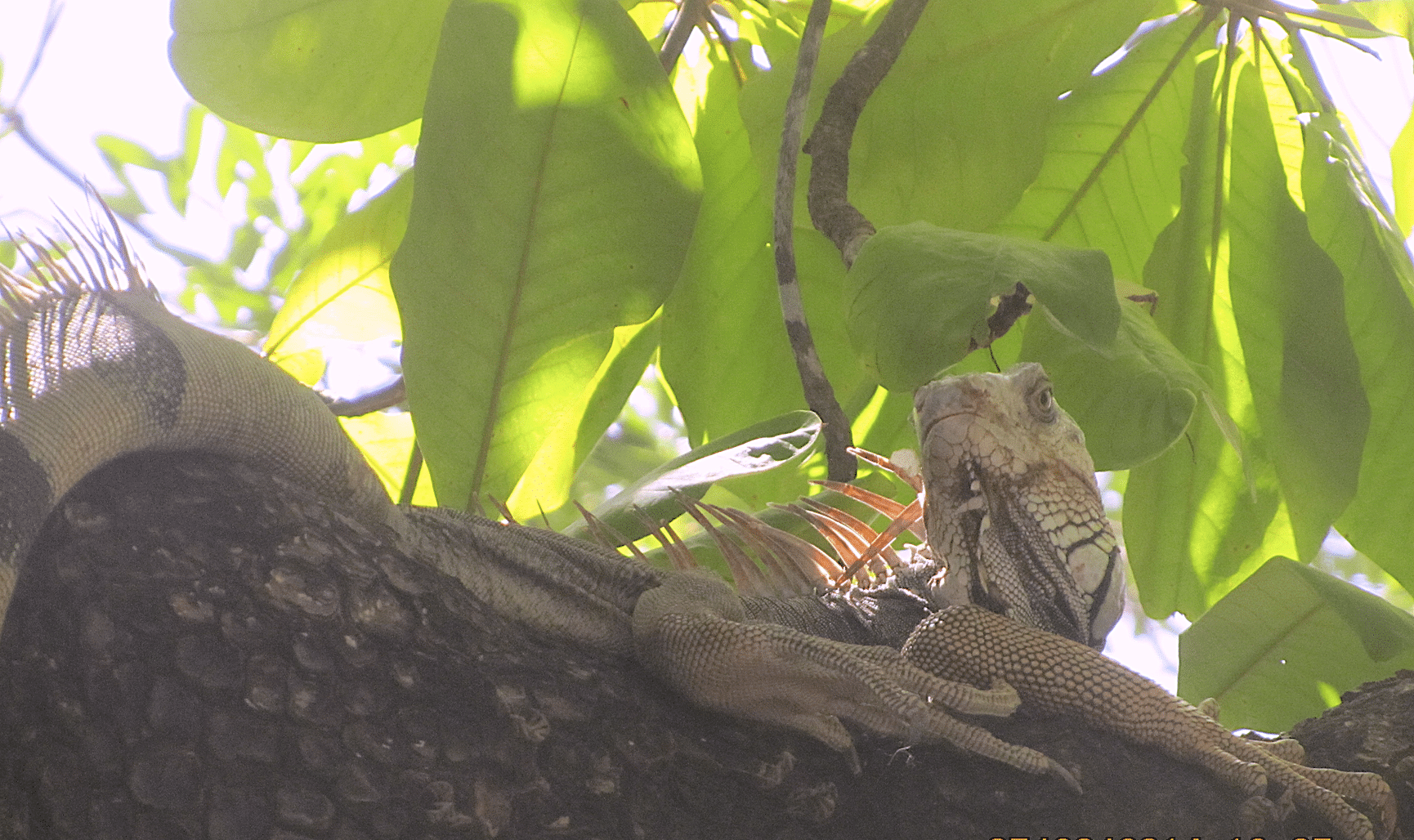 rainforests, cloud forests, colorful wildlife, and Internship Discover Costa Rica Inernship